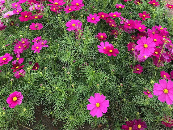 遂宁仿生花-花艺空间设计